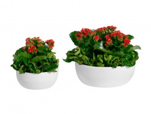 Växt, stor rund bordsdekoration